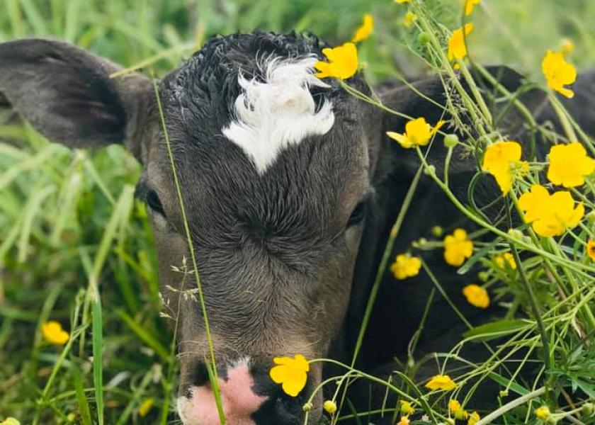 Spring Calving Reminders and Best Practices Drovers